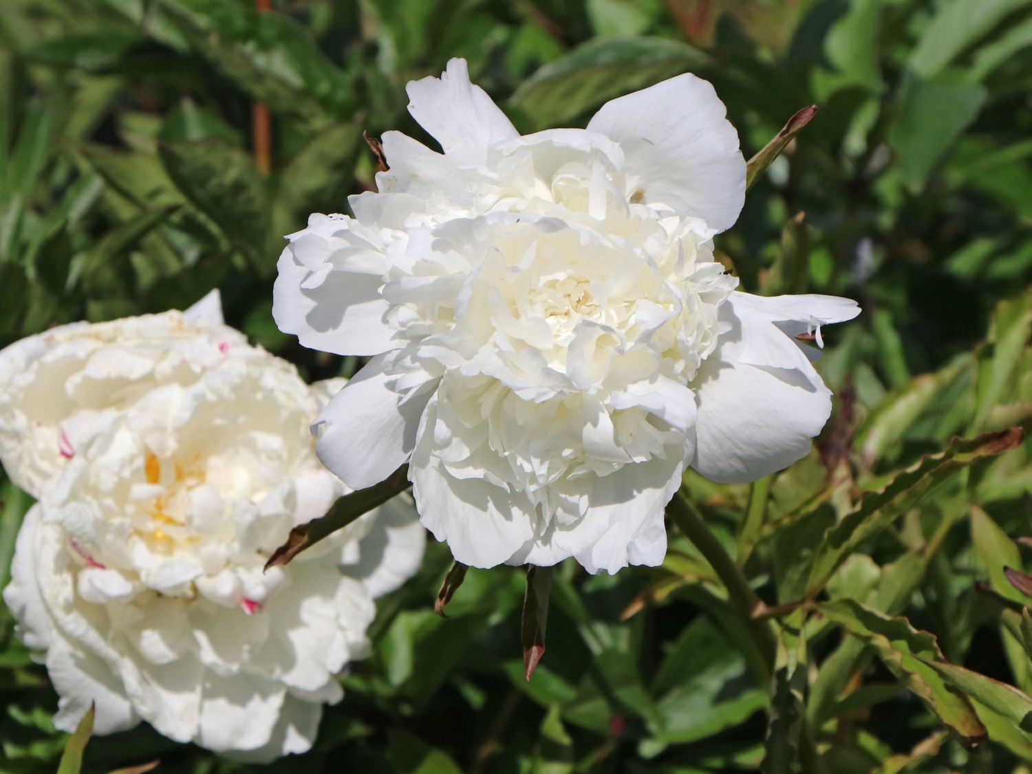Asiatische Pfingstrose 'Boule de Neige'
