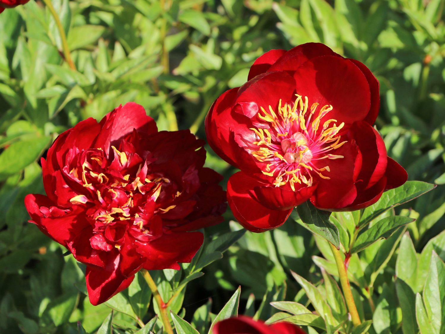 Asiatische Pfingstrose 'Buckeye Belle'