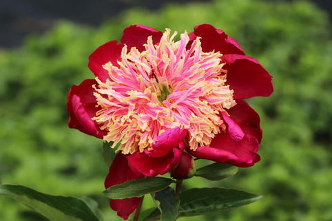 Asiatische Pfingstrose 'Charles Burgess' - Paeonia lactiflora 'Charles Burgess'