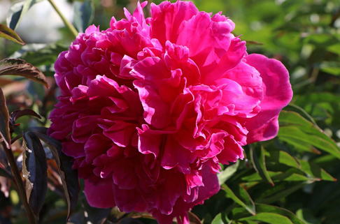 Asiatische Pfingstrose 'Felix Crousse' - Paeonia lactiflora 'Felix Crousse'