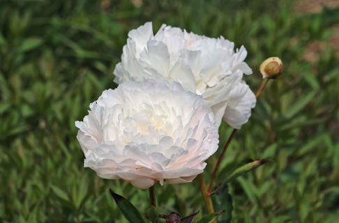 Asiatische Pfingstrose 'Gardenia' - Paeonia lactiflora 'Gardenia'