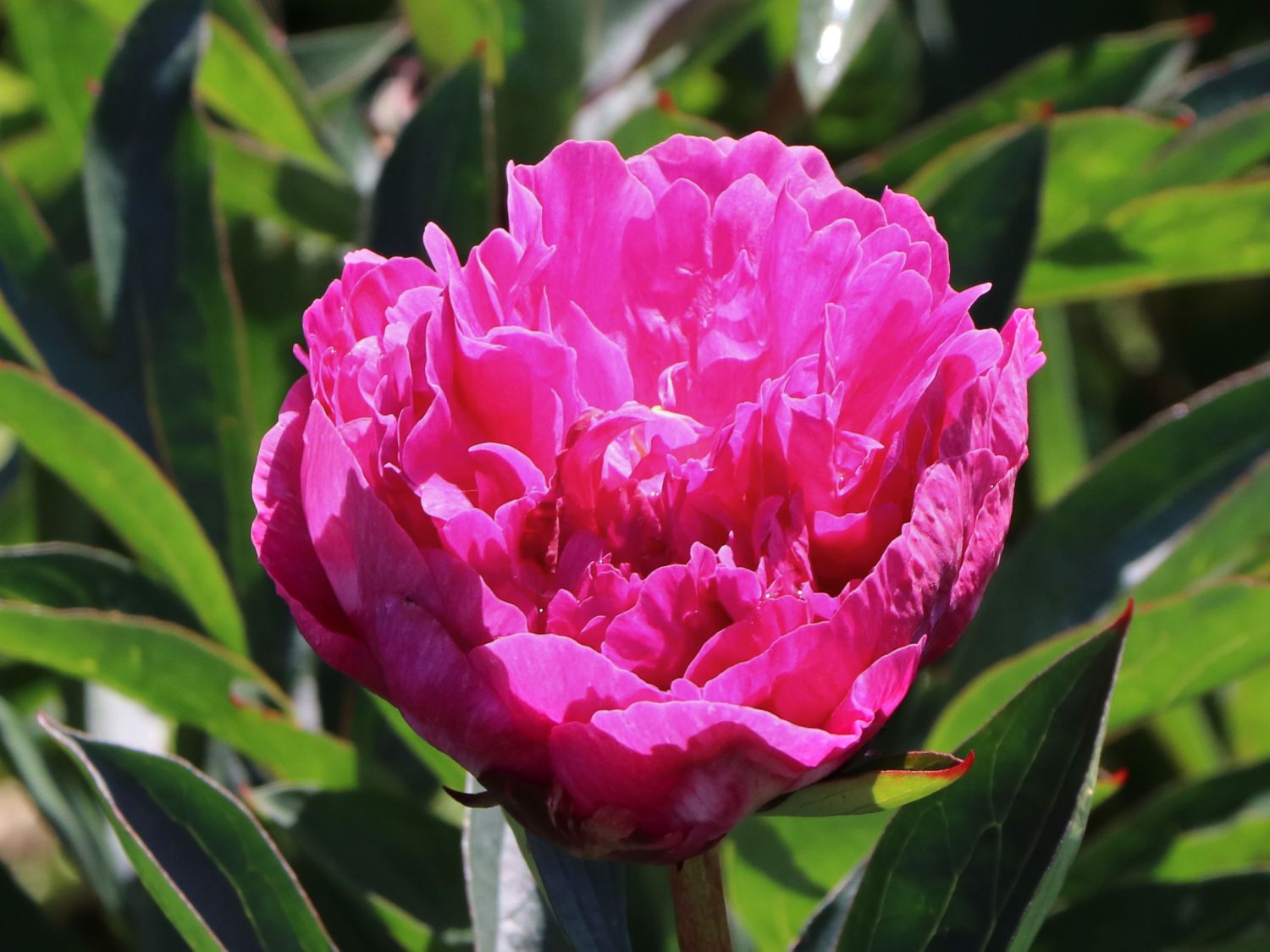 Asiatische Pfingstrose 'Kansas'