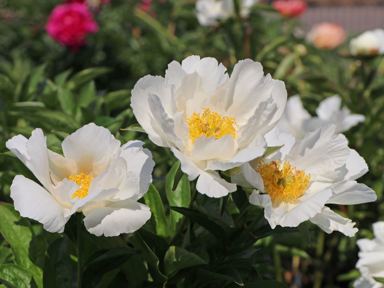 Asiatische Pfingstrose 'Krinkled White'