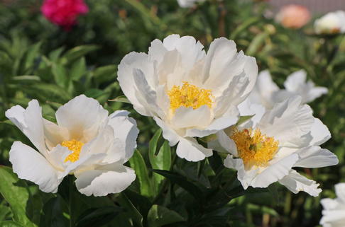 Asiatische Pfingstrose 'Krinkled White' - Paeonia lactiflora 'Krinkled White'