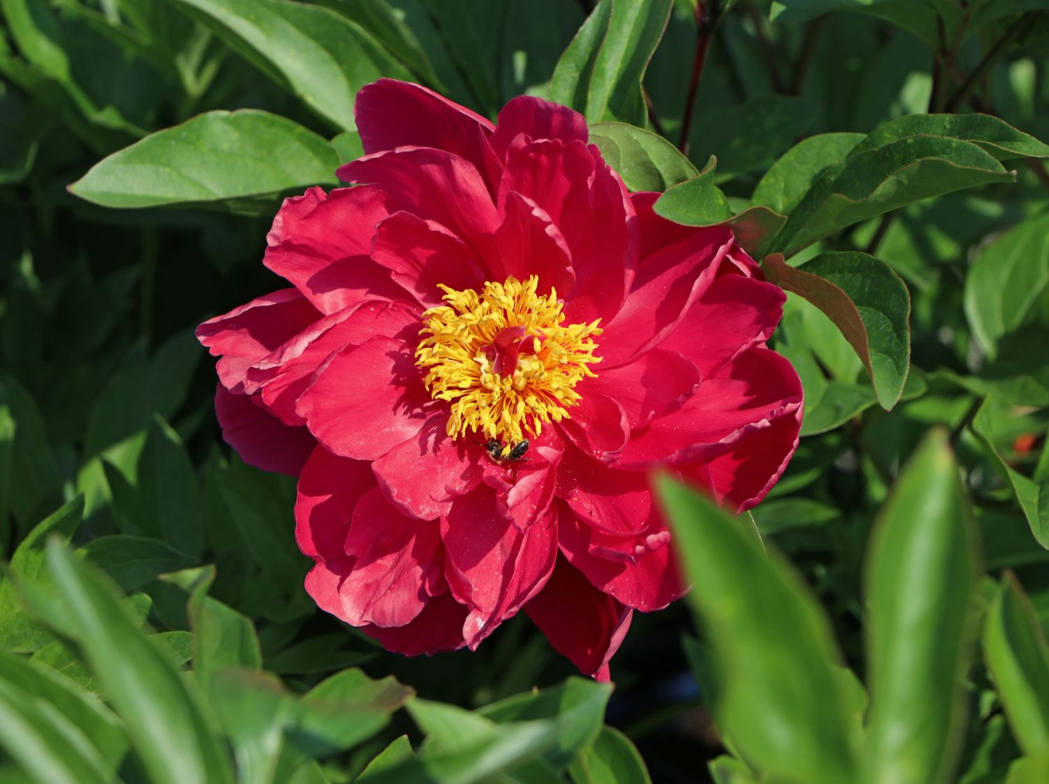 Asiatische Pfingstrose 'Louis van Houtte' - Paeonia lactiflora 'Louis van Houtte'