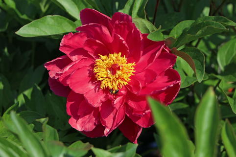 Asiatische Pfingstrose 'Louis van Houtte' - Paeonia lactiflora 'Louis van Houtte'