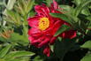 Asiatische Pfingstrose 'Louis van Houtte' - Paeonia lactiflora 'Louis van Houtte'