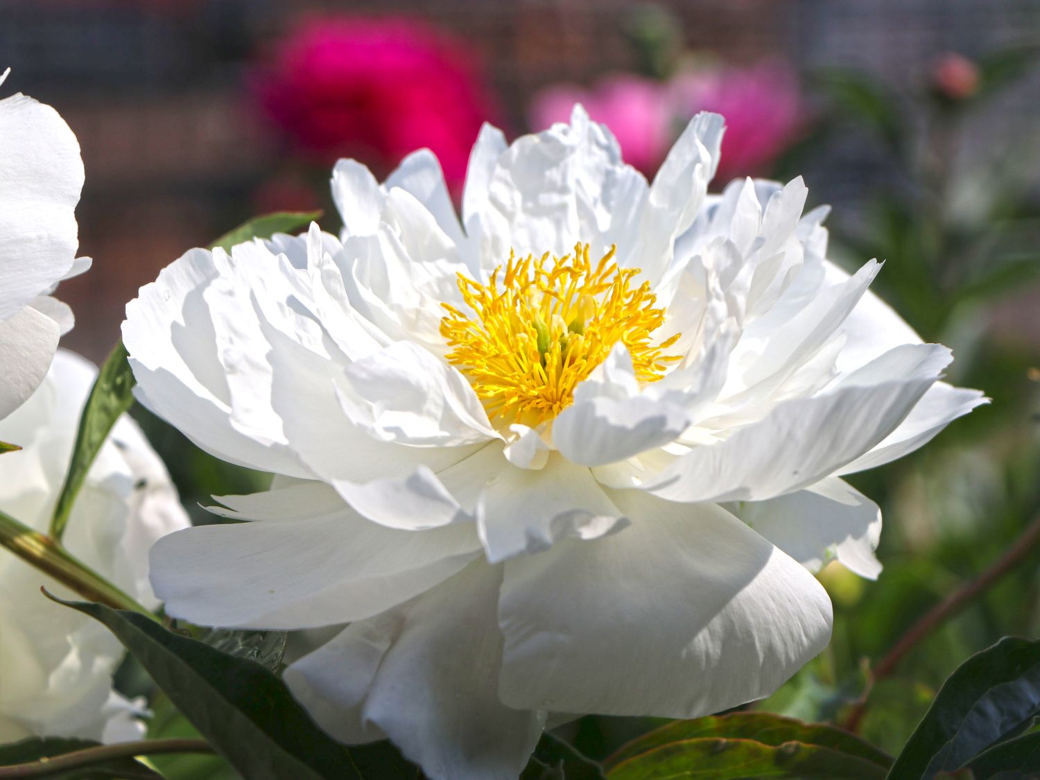 Asiatische Pfingstrose 'Miss America'
