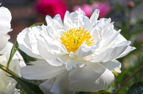 Asiatische Pfingstrose 'Miss America' - Paeonia lactiflora 'Miss America'