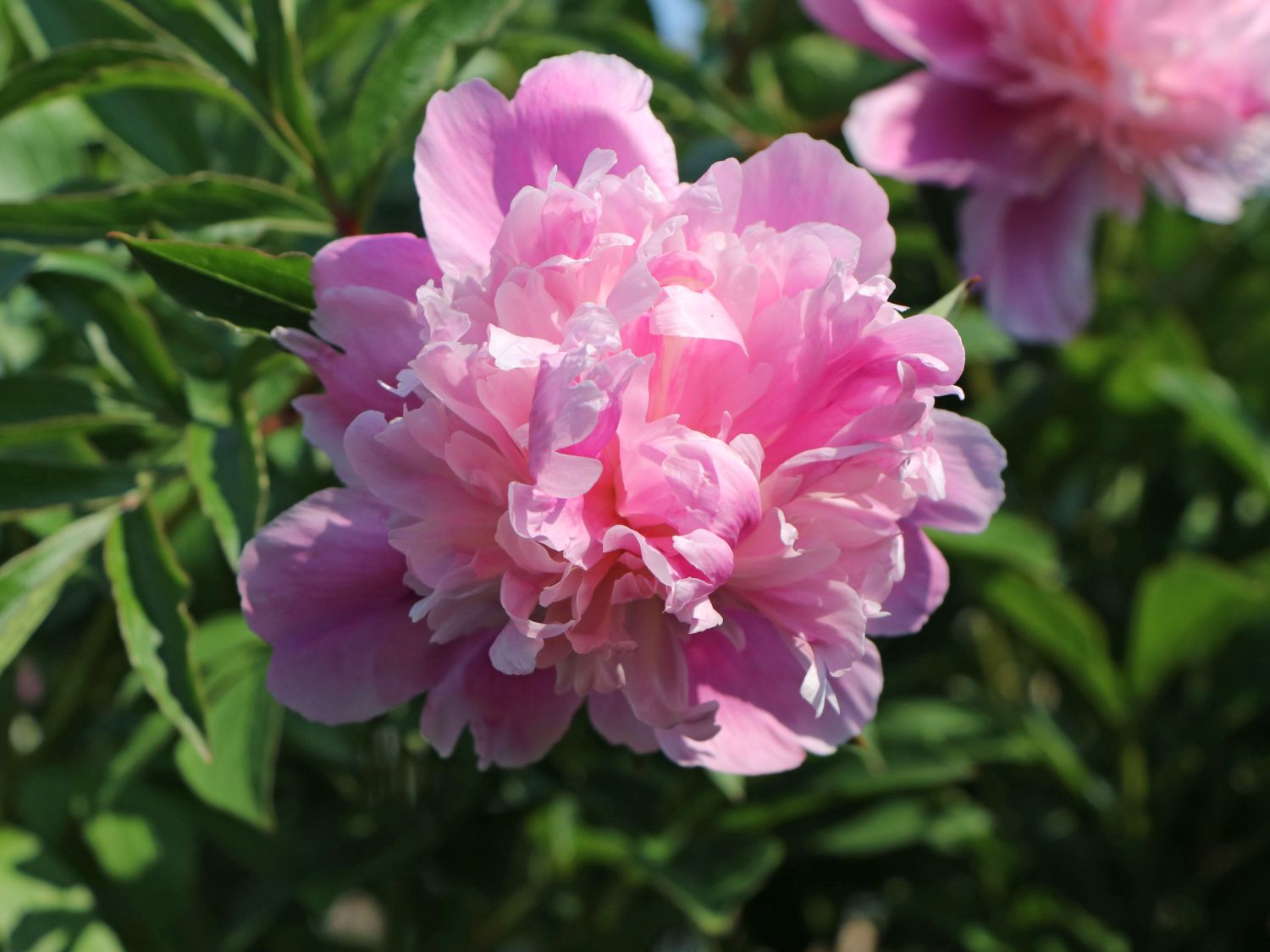 Asiatische Pfingstrose 'Monsieur Jules Elie'