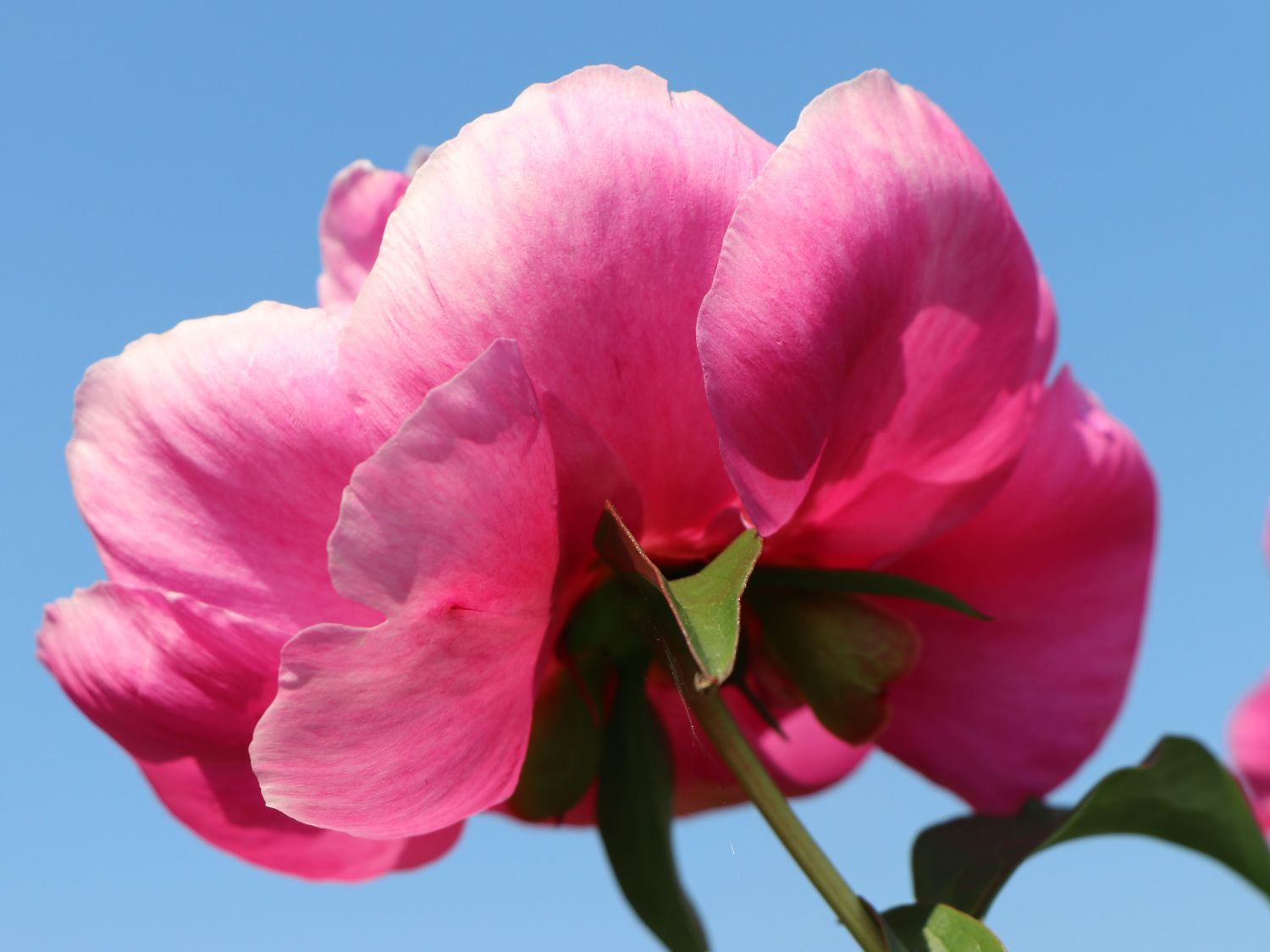 Asiatische Pfingstrose 'Neon' - Paeonia lactiflora 'Neon'