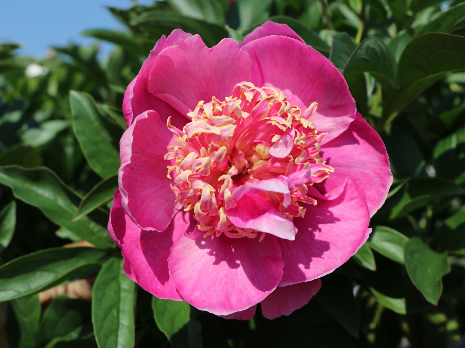 Asiatische Pfingstrose 'Neon' - Paeonia lactiflora 'Neon'
