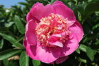 Asiatische Pfingstrose 'Neon' - Paeonia lactiflora 'Neon'