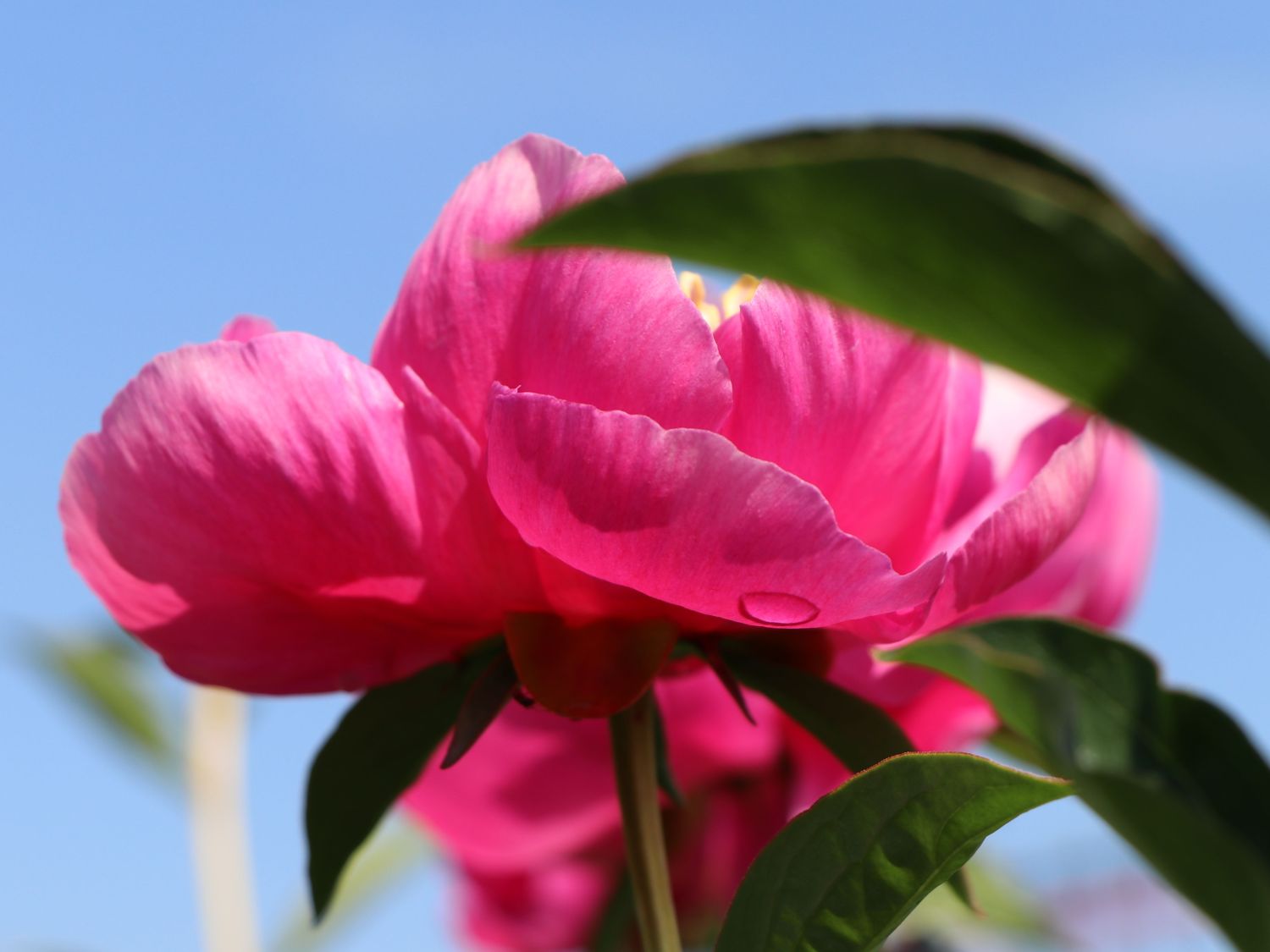 Asiatische Pfingstrose 'Neon' - Paeonia lactiflora 'Neon'