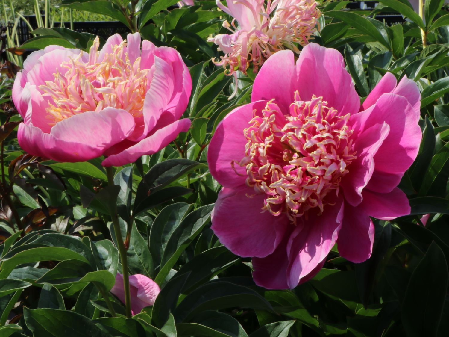 Asiatische Pfingstrose 'Neon' - Paeonia lactiflora 'Neon'