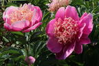 Asiatische Pfingstrose 'Neon' - Paeonia lactiflora 'Neon'