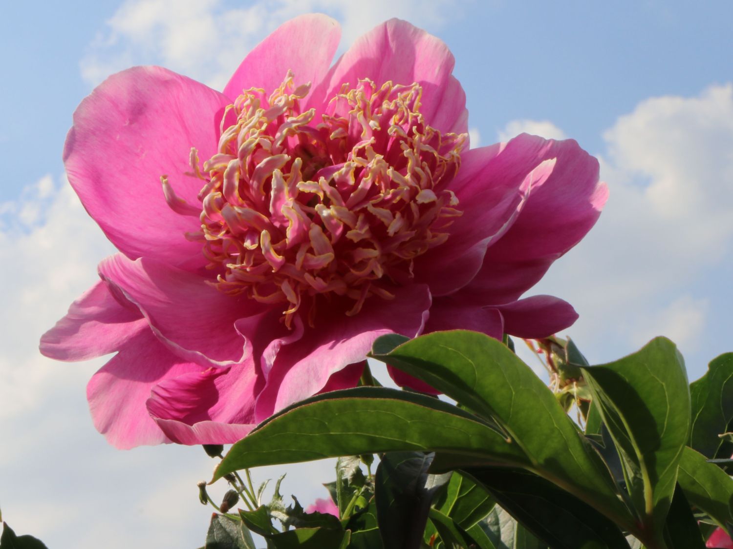 Asiatische Pfingstrose 'Neon' - Paeonia lactiflora 'Neon'