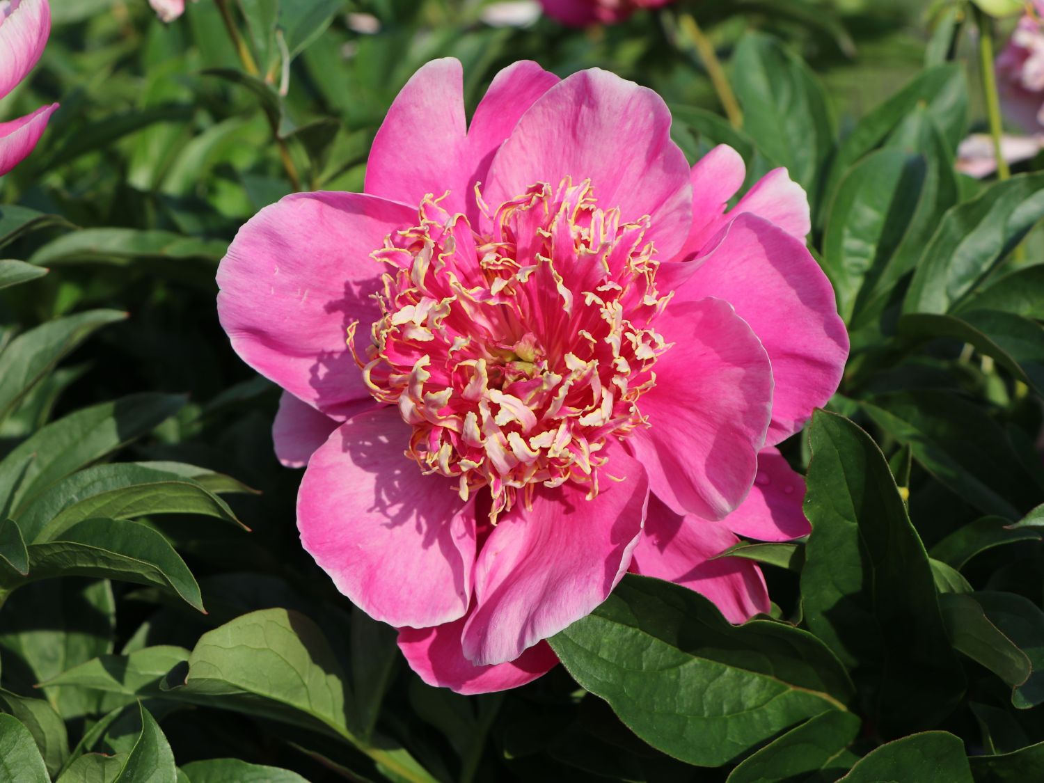 Asiatische Pfingstrose 'Neon' - Paeonia lactiflora 'Neon'