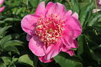Asiatische Pfingstrose 'Neon' - Paeonia lactiflora 'Neon'