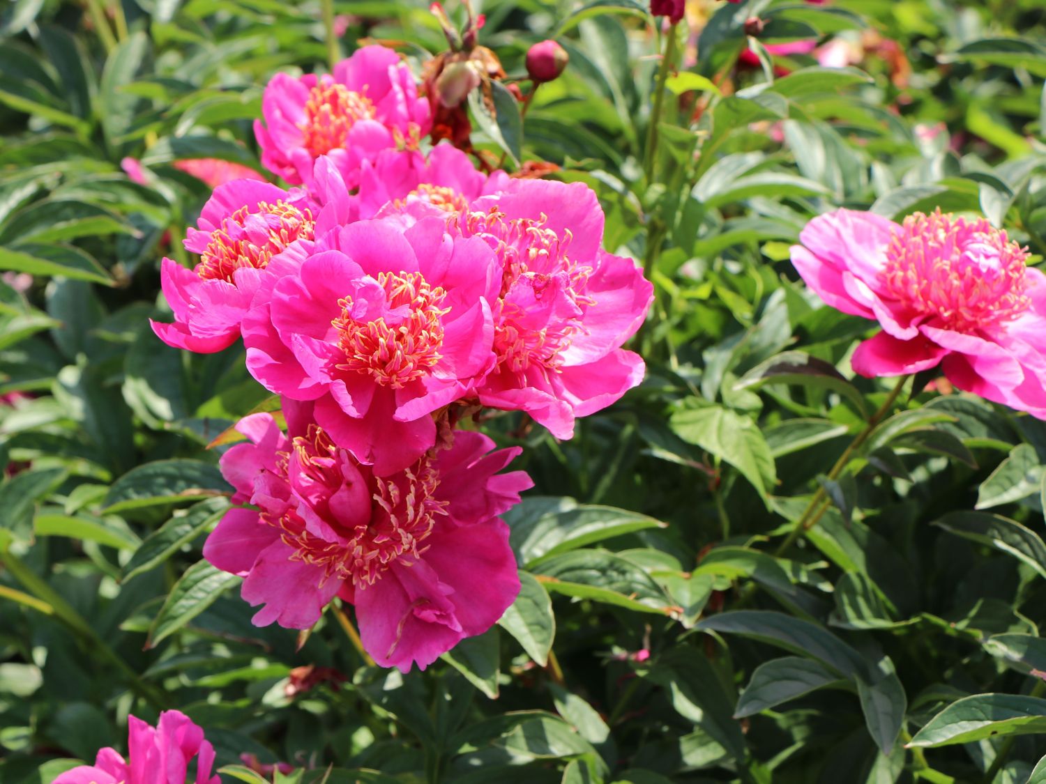 Asiatische Pfingstrose 'Neon' - Paeonia lactiflora 'Neon'