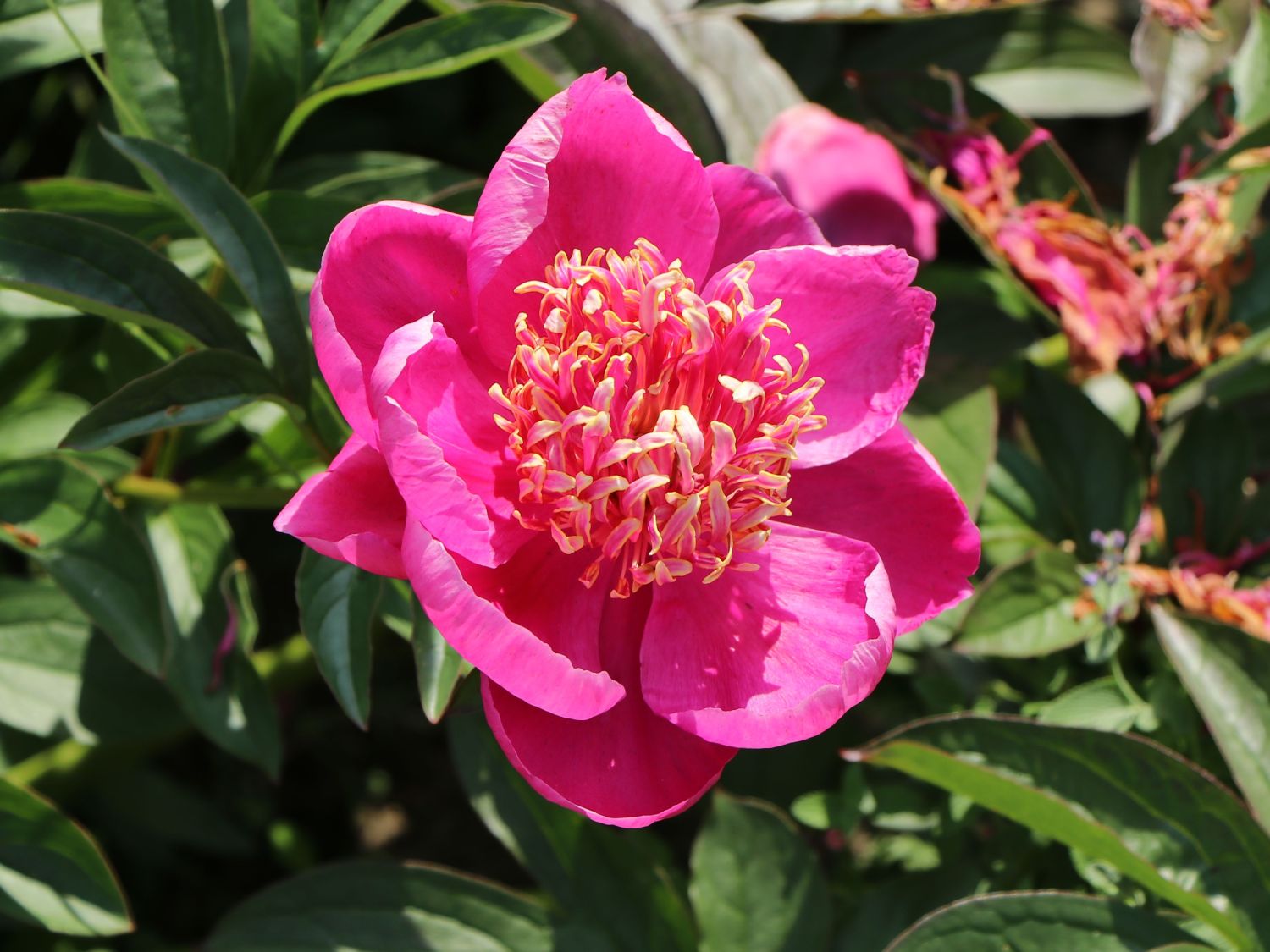Asiatische Pfingstrose 'Neon' - Paeonia lactiflora 'Neon'