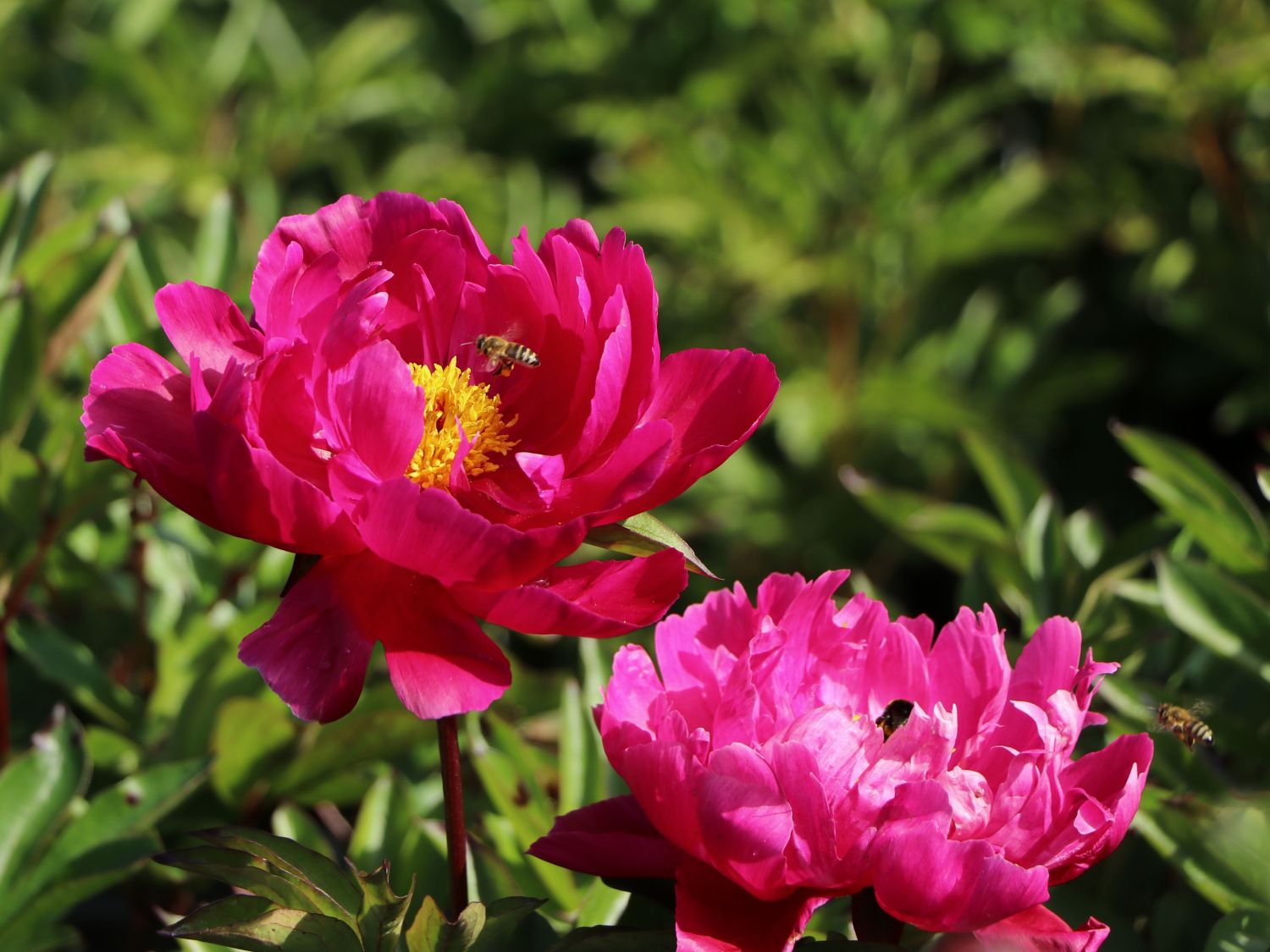 Asiatische Pfingstrose 'Paula Fay'