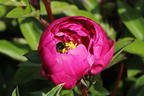 Asiatische Pfingstrose 'Paula Fay' - Paeonia lactiflora 'Paula Fay'