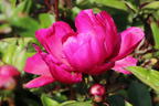 Asiatische Pfingstrose 'Paula Fay' - Paeonia lactiflora 'Paula Fay'