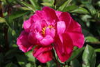 Asiatische Pfingstrose 'Paula Fay' - Paeonia lactiflora 'Paula Fay'