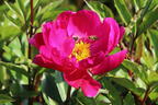 Asiatische Pfingstrose 'Paula Fay' - Paeonia lactiflora 'Paula Fay'