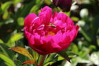 Asiatische Pfingstrose 'Paula Fay' - Paeonia lactiflora 'Paula Fay'