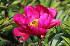 Asiatische Pfingstrose 'Paula Fay' - Paeonia lactiflora 'Paula Fay'