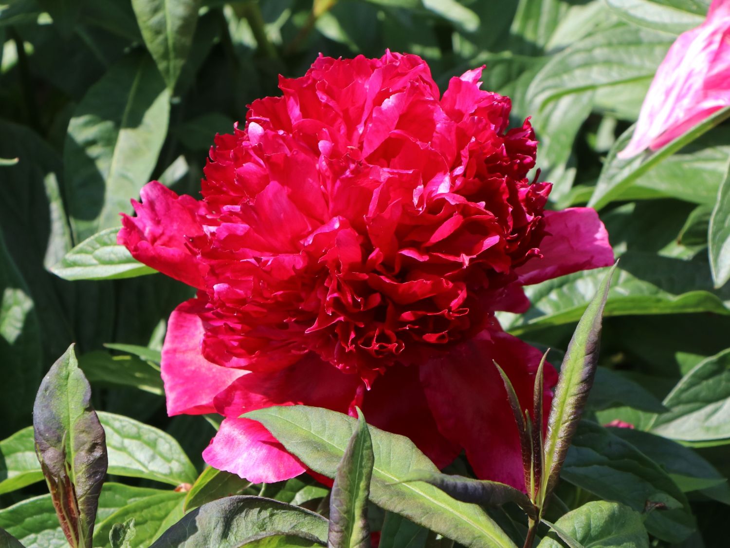 Asiatische Pfingstrose 'Red Charme' - Paeonia lactiflora 'Red Charme'