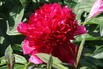 Asiatische Pfingstrose 'Red Charme' - Paeonia lactiflora 'Red Charme'