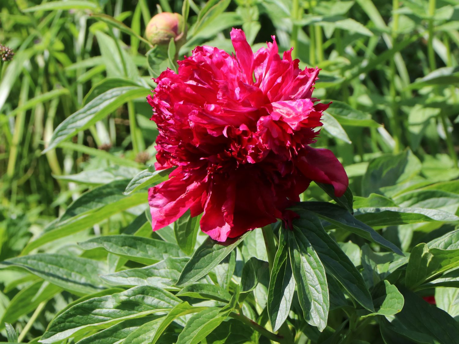 Asiatische Pfingstrose 'Red Charme' - Paeonia lactiflora 'Red Charme'