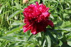 Asiatische Pfingstrose 'Red Charme' - Paeonia lactiflora 'Red Charme'