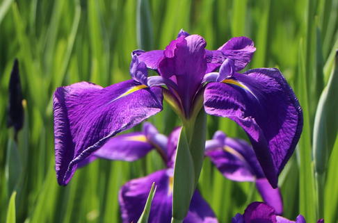 Asiatische Sumpf-Schwertlilie - Iris laevigata