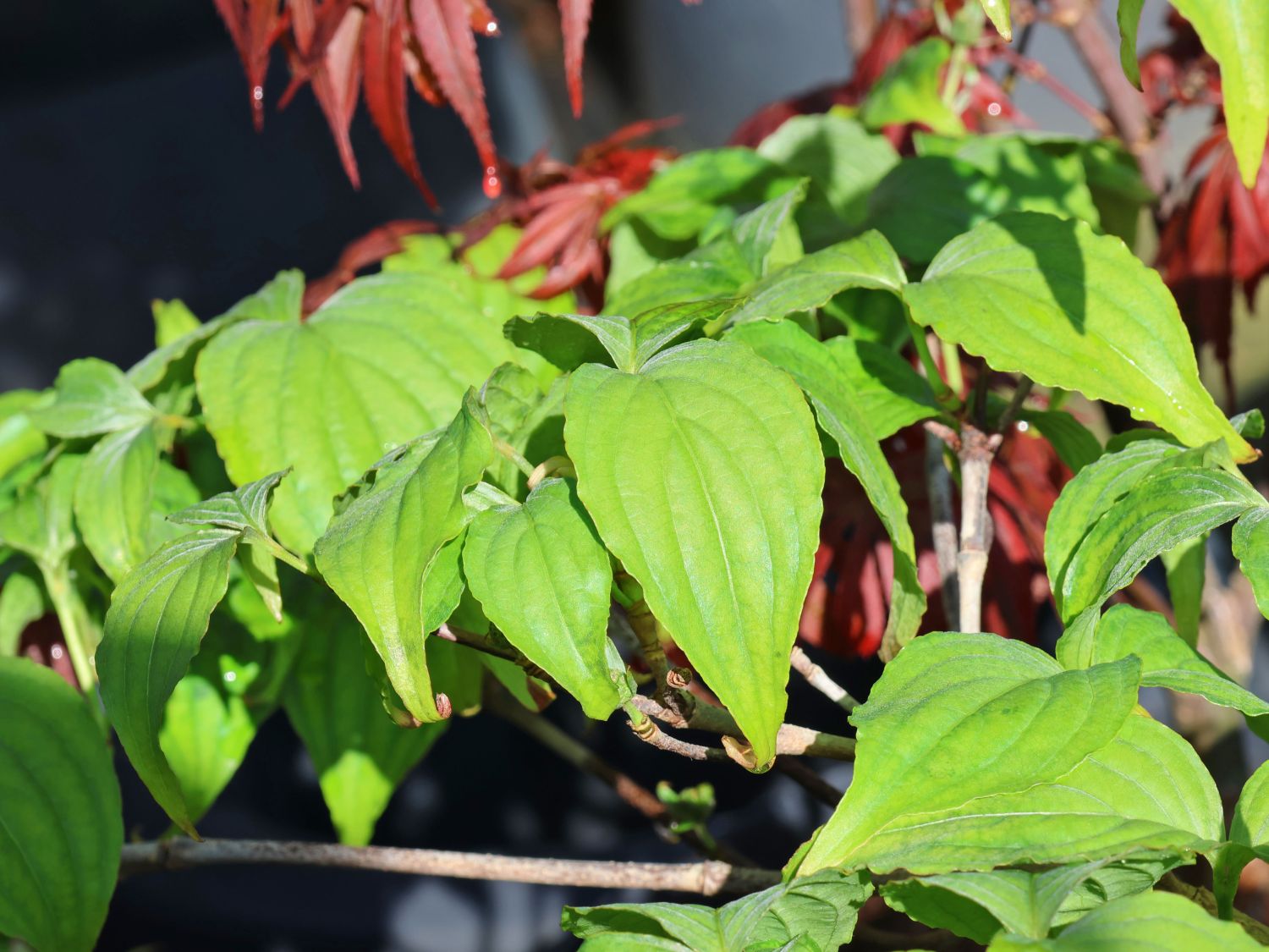Asiatischer Blütenhartriegel 'Girard Nana' - Cornus kousa 'Girard Nana'