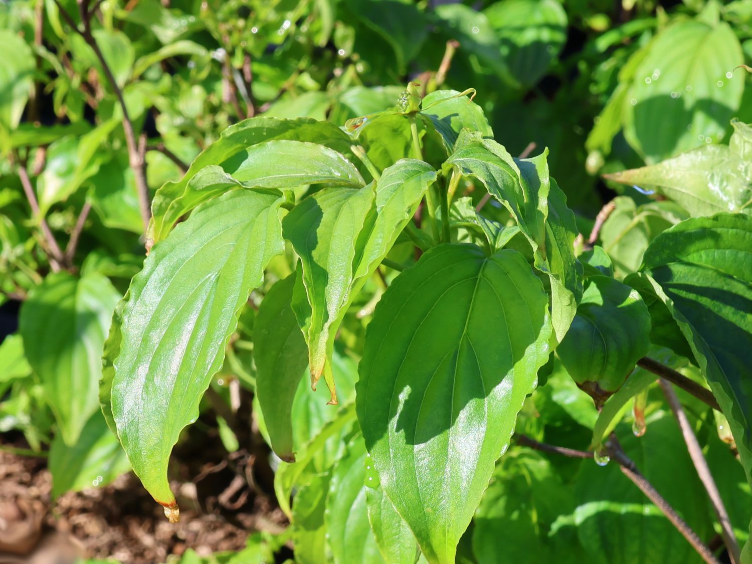 Asiatischer Blütenhartriegel 'Girard Nana' - Cornus kousa 'Girard Nana'