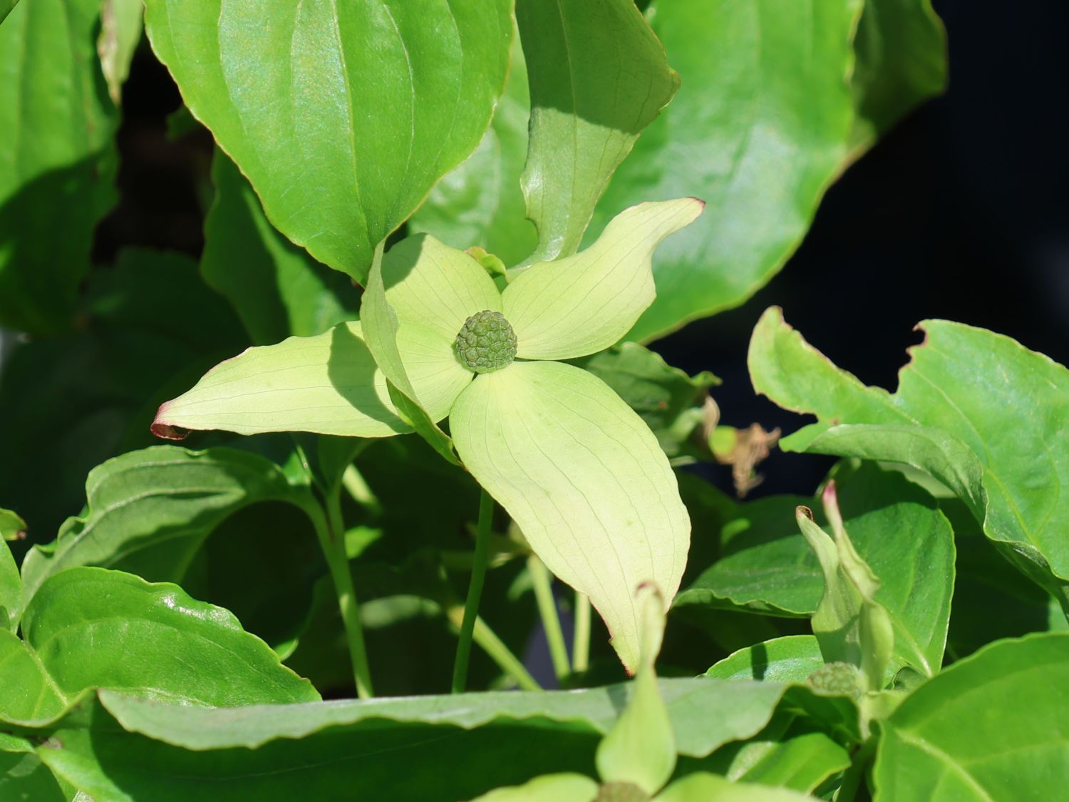 Asiatischer Blütenhartriegel 'Girard Nana' - Cornus kousa 'Girard Nana'