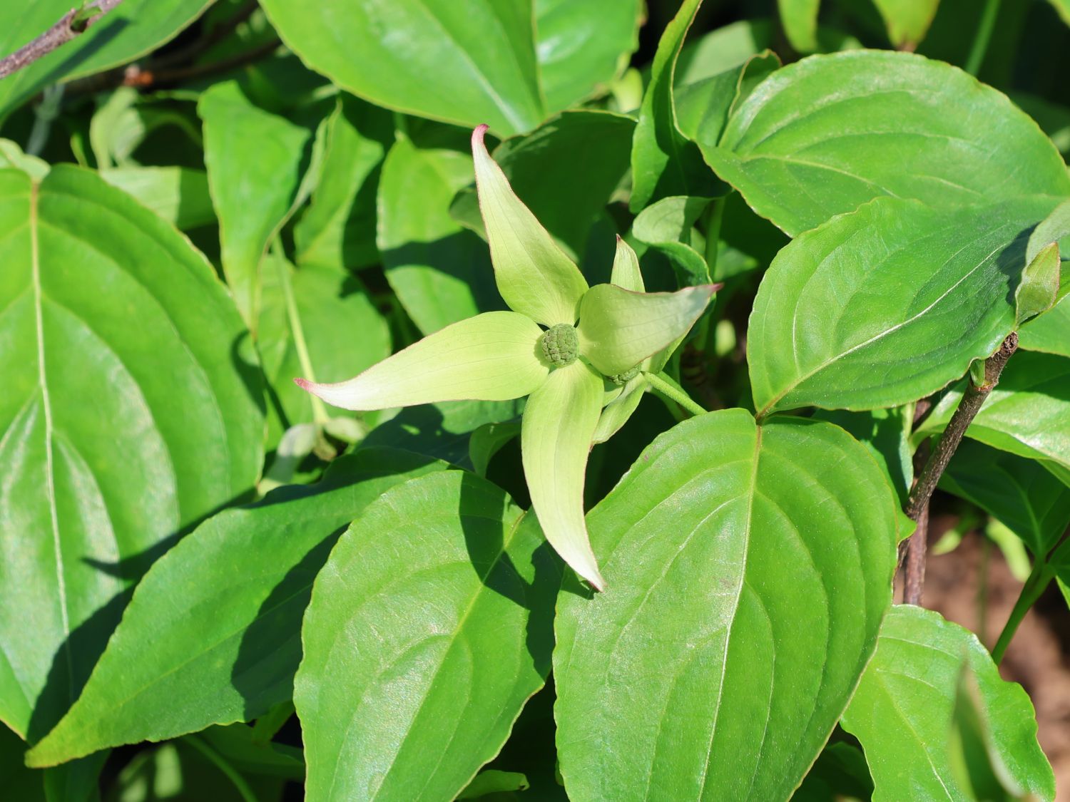 Asiatischer Blütenhartriegel 'Girard Nana' - Cornus kousa 'Girard Nana'