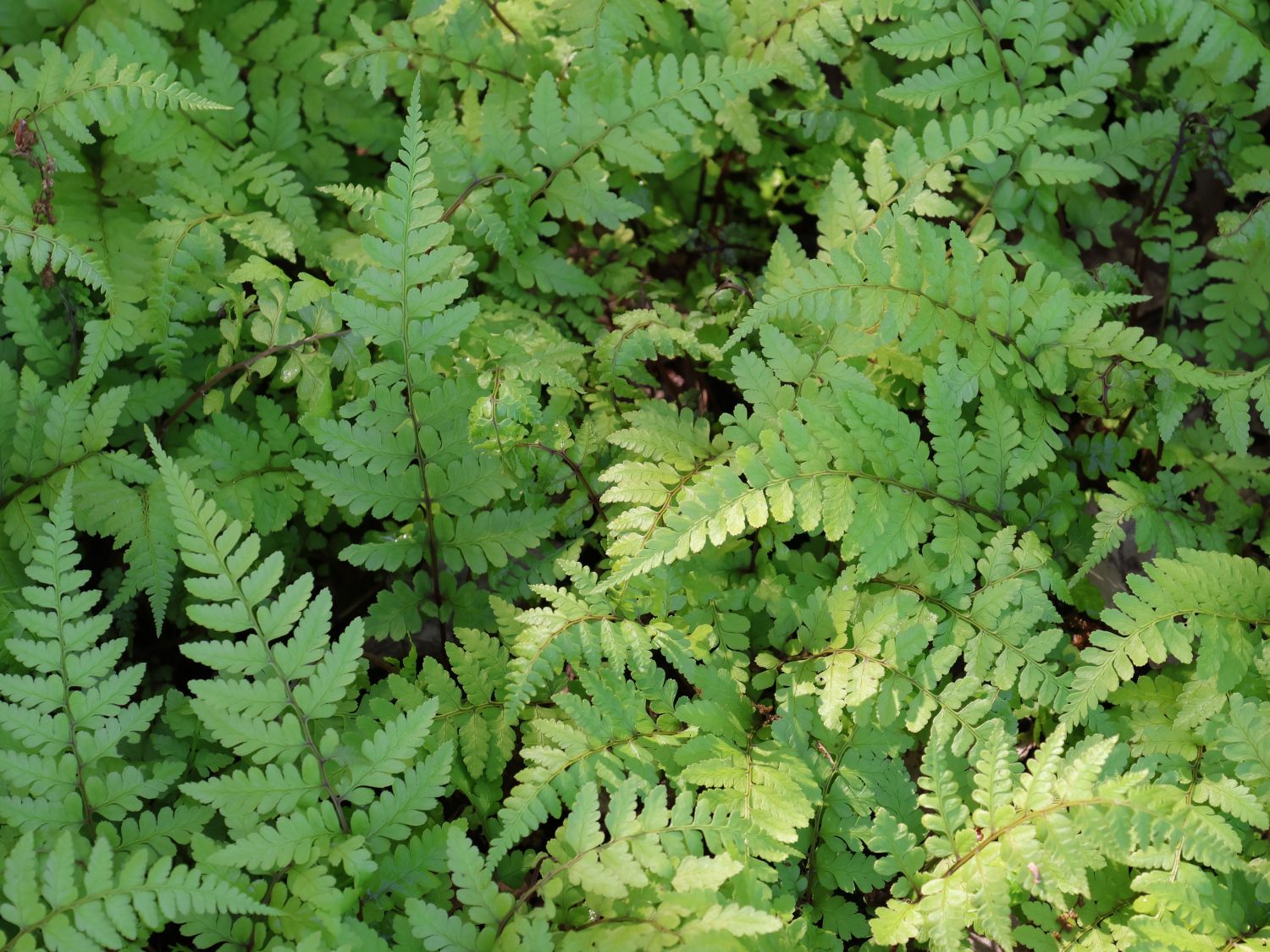 Asiatischer Frauenfarn - Athyrium vidalii