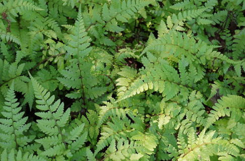 Asiatischer Frauenfarn - Athyrium vidalii