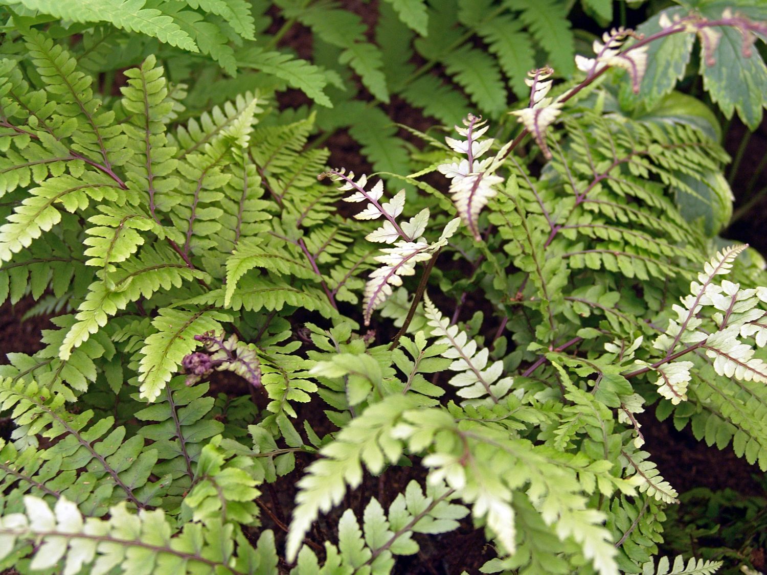 Frauenfarne (Athyrium)