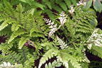 Asiatischer Frauenfarn - Athyrium vidalii