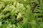 Asiatischer Frauenfarn - Athyrium vidalii