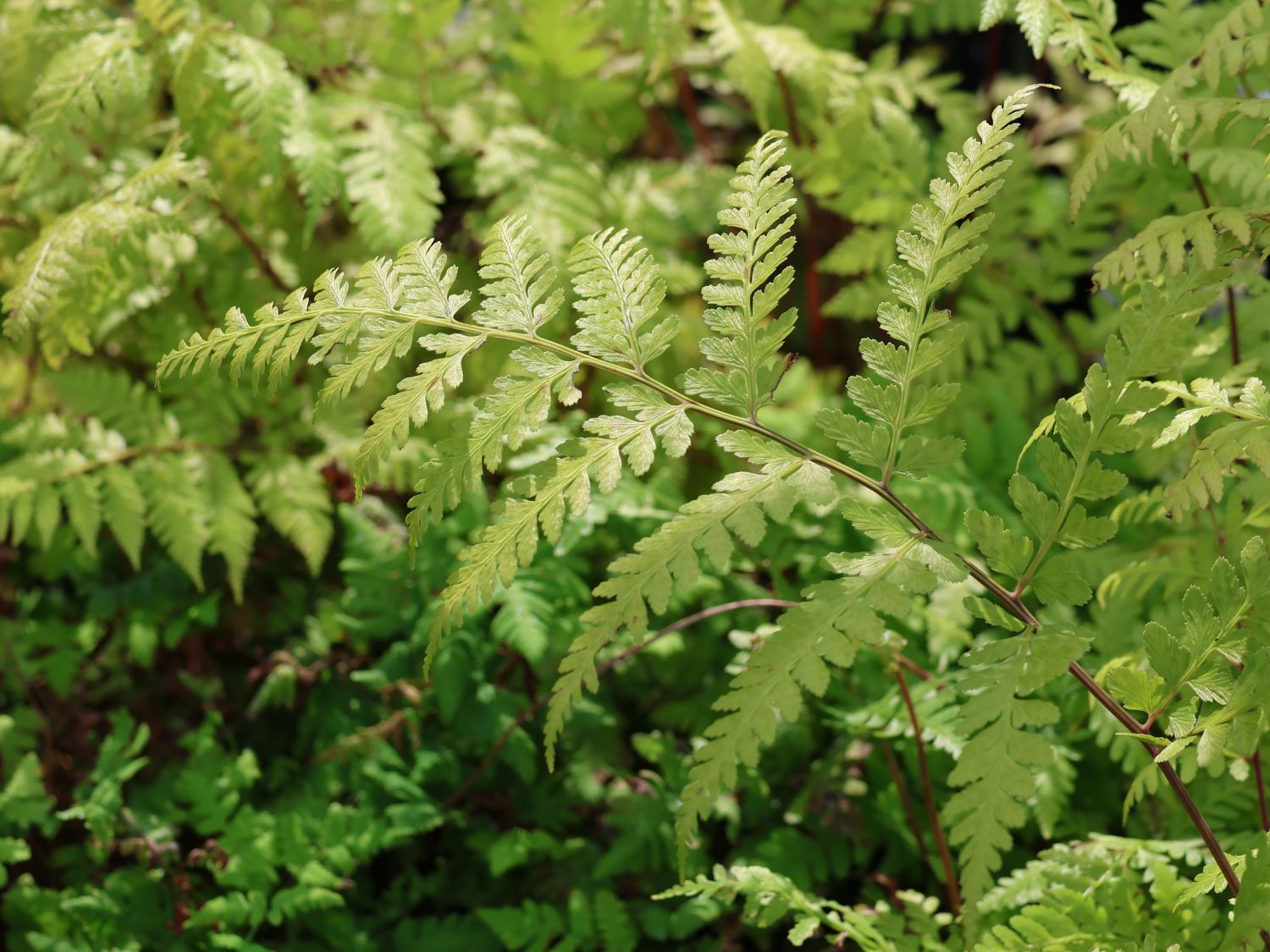 Asiatischer Frauenfarn - Athyrium vidalii