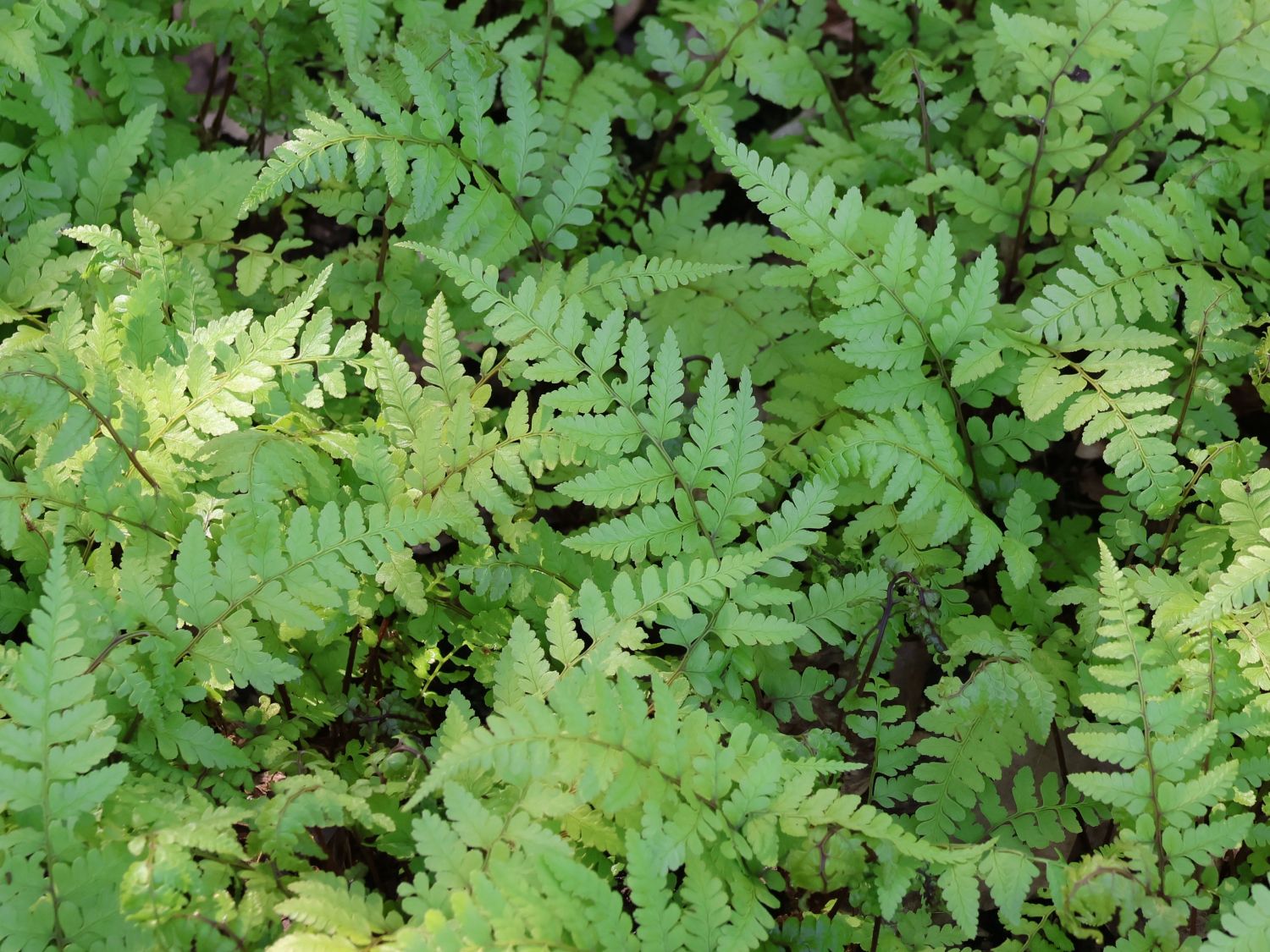Asiatischer Frauenfarn - Athyrium vidalii