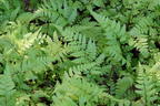 Asiatischer Frauenfarn - Athyrium vidalii