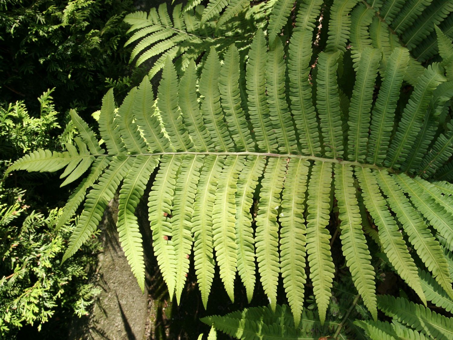 Perlfarngewächse (Onocleaceae)